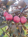 Malaysian Sweet Red Guava Live Plant
