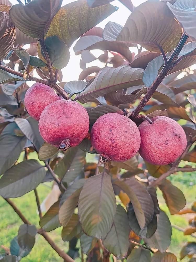 Malaysian Sweet Red Guava Live Plant