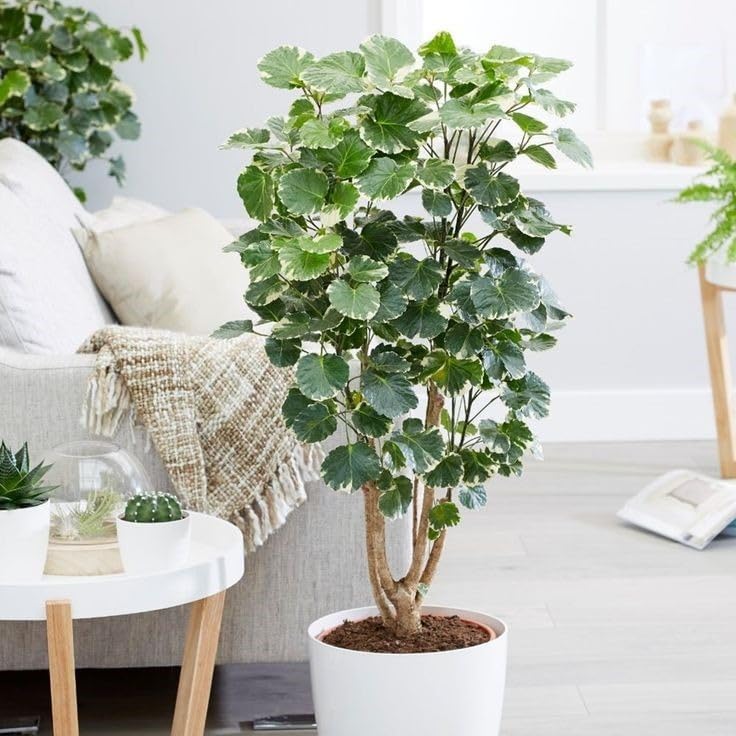 Aralia Indoor Decorative Plant