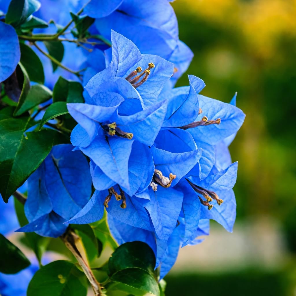Bougainvillea Blue Flower Plant