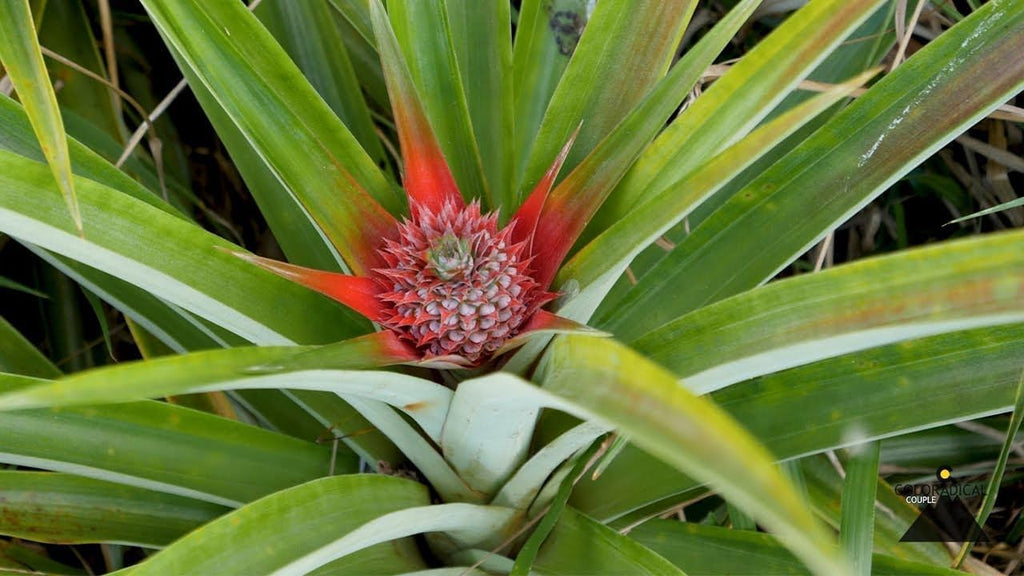 PlantExotic Sweet & Juice Thai Red Pineapple Live Plant