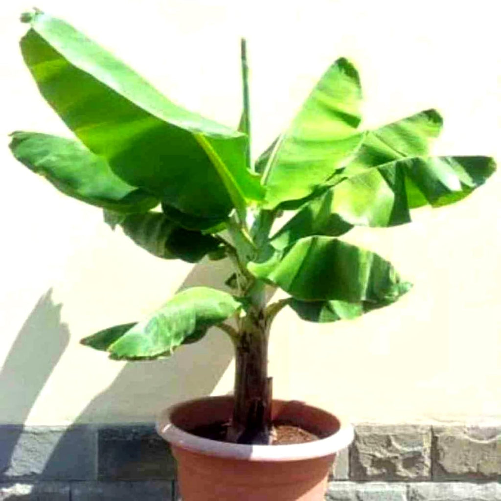 G9 Grand Naine Banana Plant