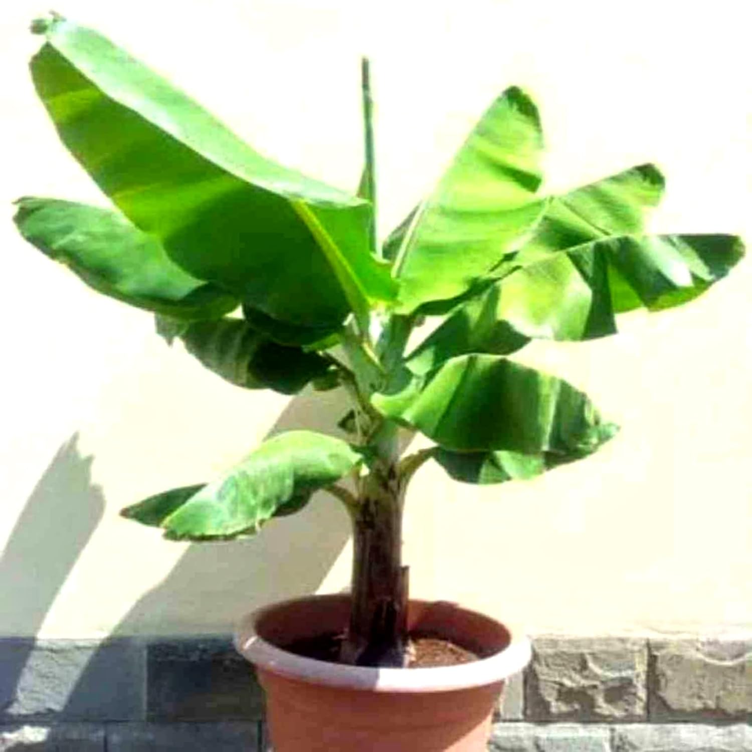 G9 Grand Naine Banana Plant