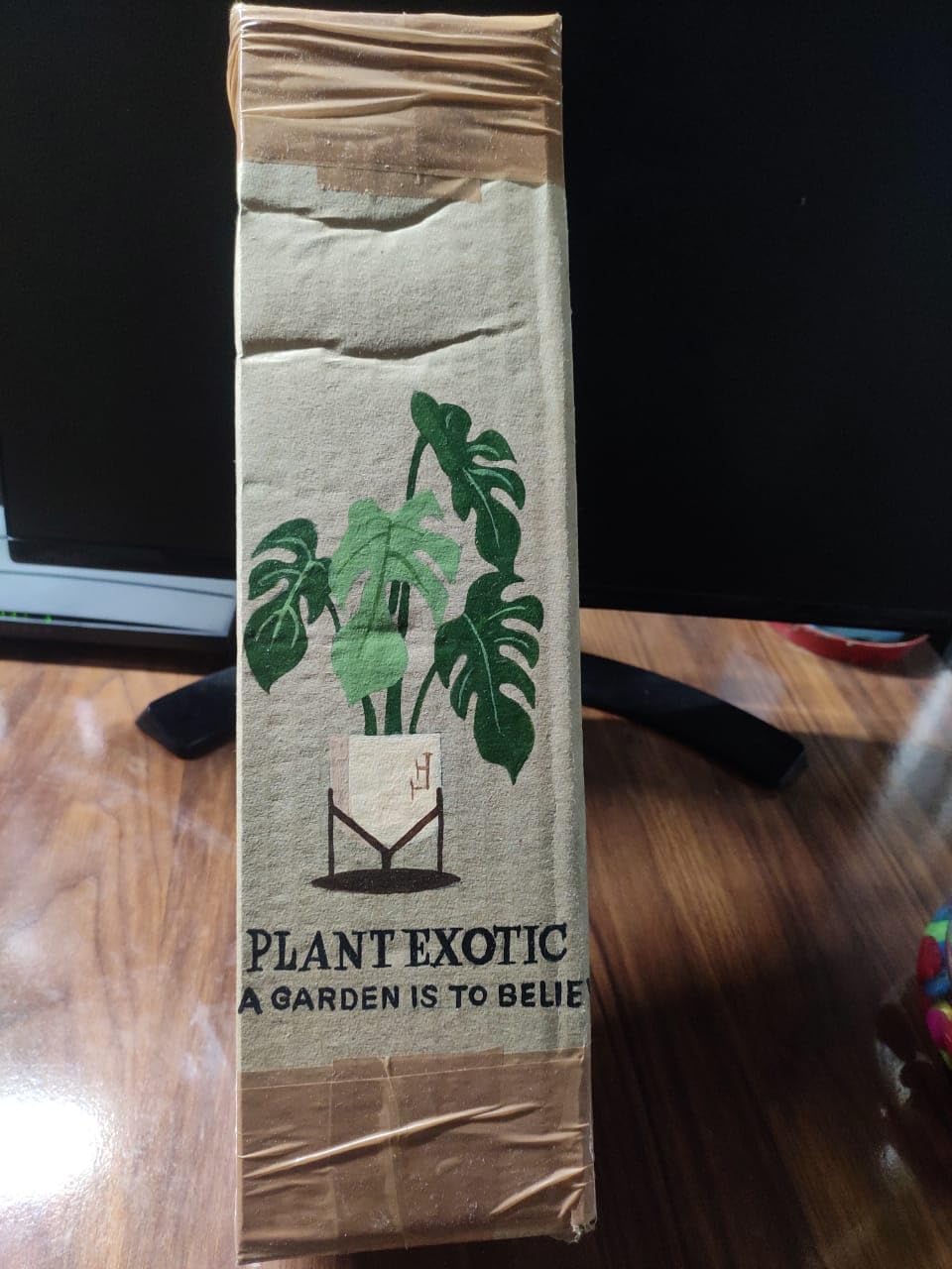 PlantEotic Variegated Money Indoor Live Plant , Air Purifier Money Plants Best for Living Room, Home, Office, Table & Kitchen