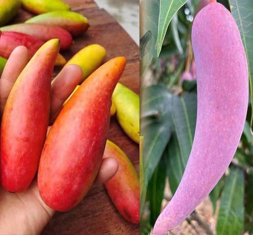 Thai Chiang Mai Mango (Grafted) Live Plant