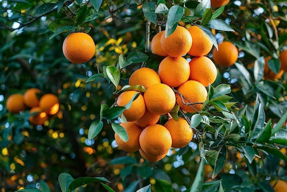 Bari 1 Malta Mosambi Special Grafted Plant