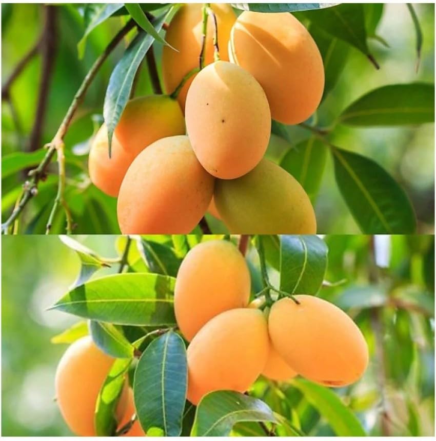 Lakshmanbhog Mango Grafted Plant