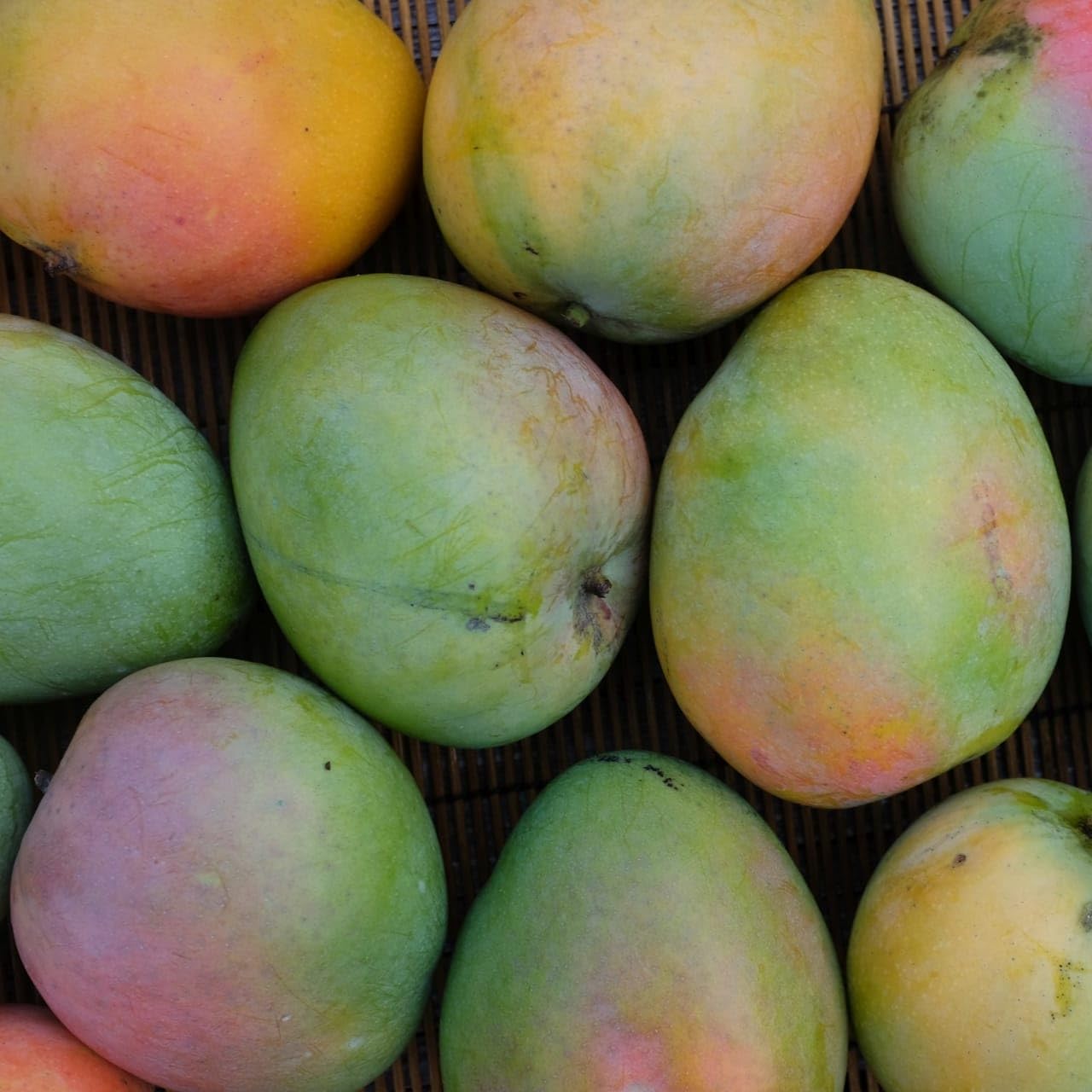 Honey Kiss Mango (Thailand) Grafted