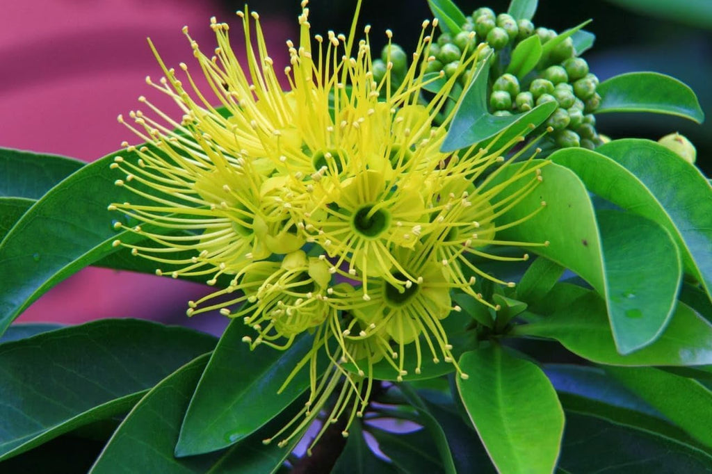 First Love Yellow (Xanthostemon) Flower Plant
