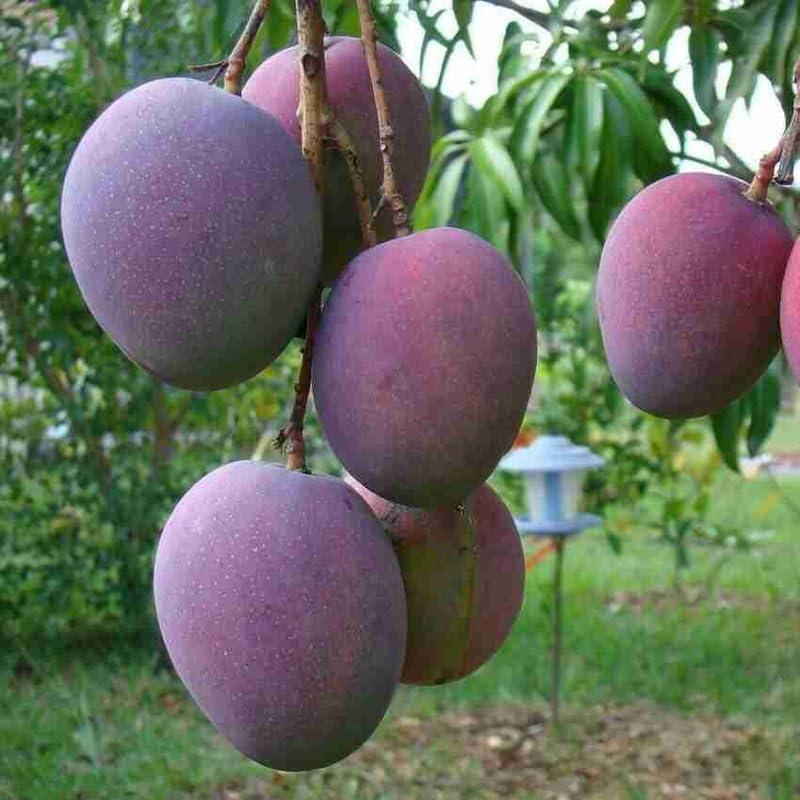 Purple Miyazaki Mango Grafted