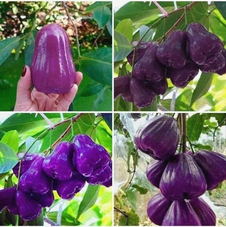 Purple Java Apple (Grafted)