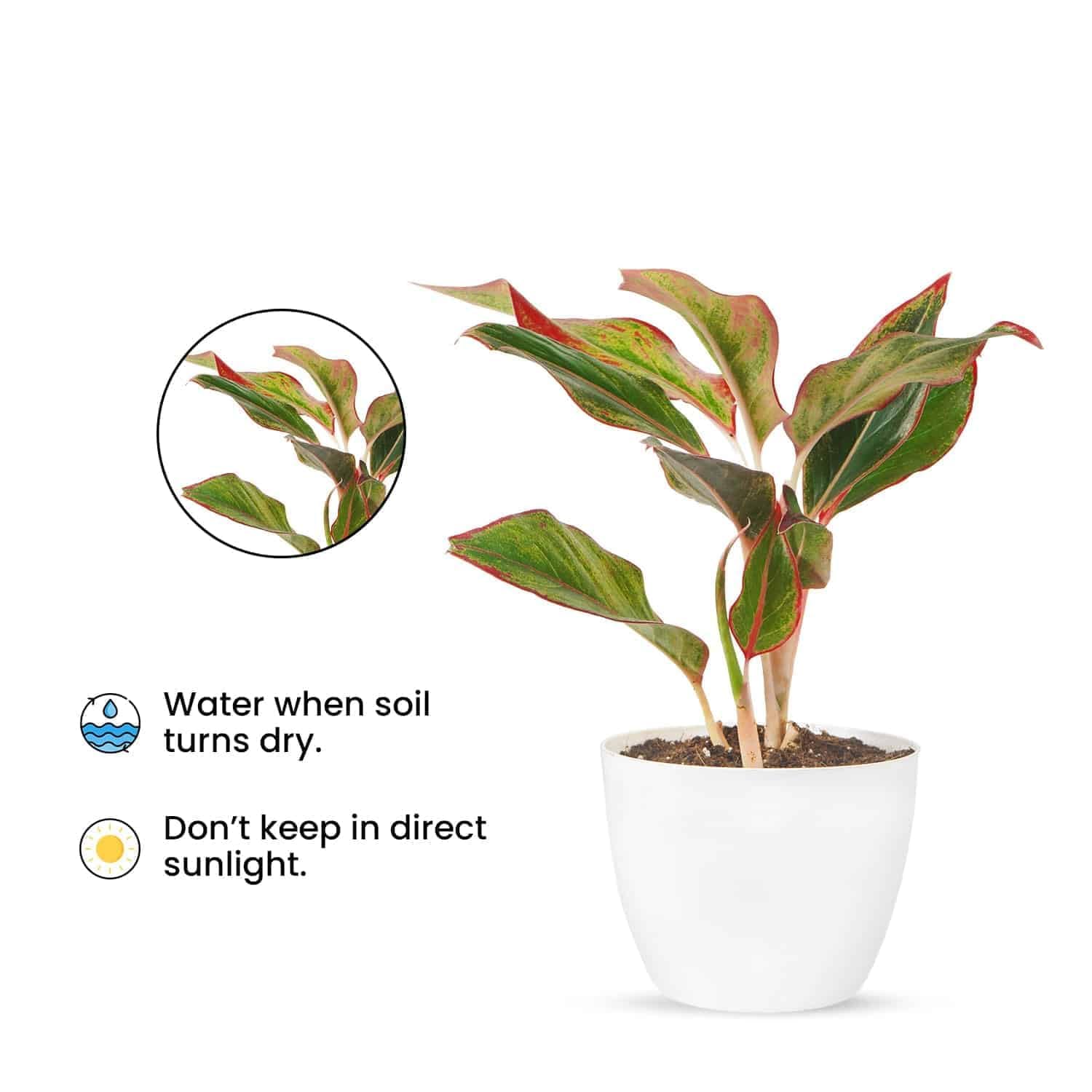 Aglaonema Auspicious Red Live Indoor Plant | Decorative Air Purifying Foliage