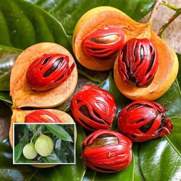 Nutmeg (Jaifal) Plant