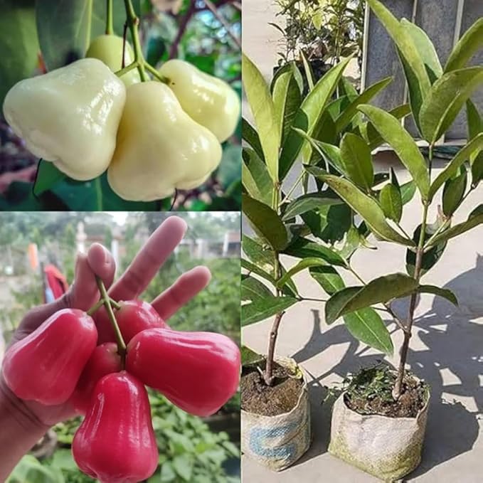 Java Apple Red & White Combo (Pack of 2) Live Plant