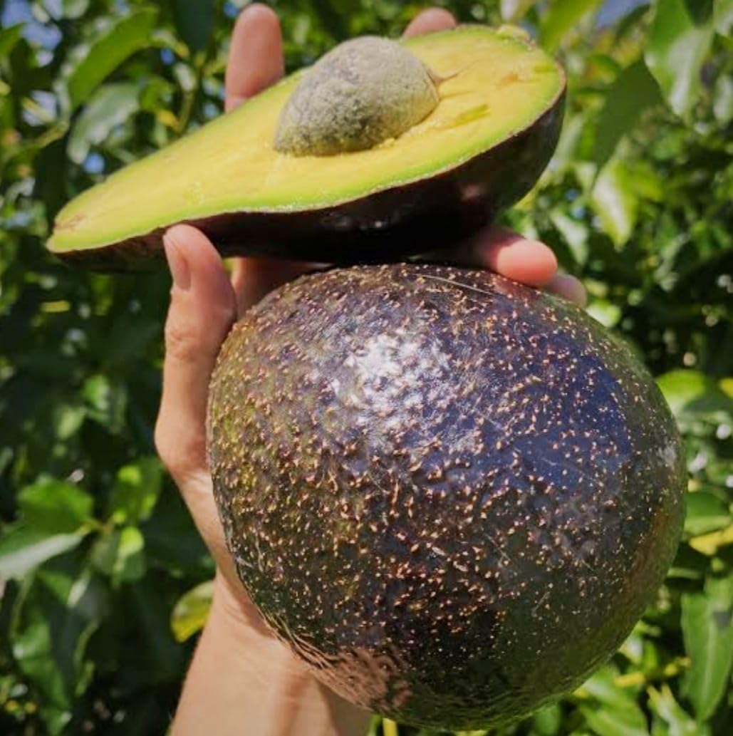 Avocado Grafted Fruit Plant | Healthy Hybrid Avocado Tree | Fast Growing Outdoor Live Plant for Home Garden