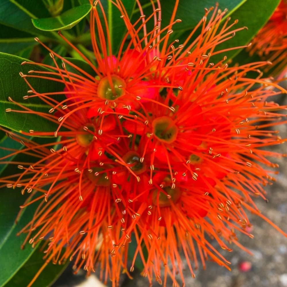 Red First Love Fragrant Flower Plant