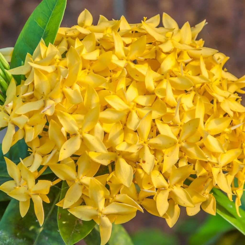 Ixora (Rongona) Flower Plant