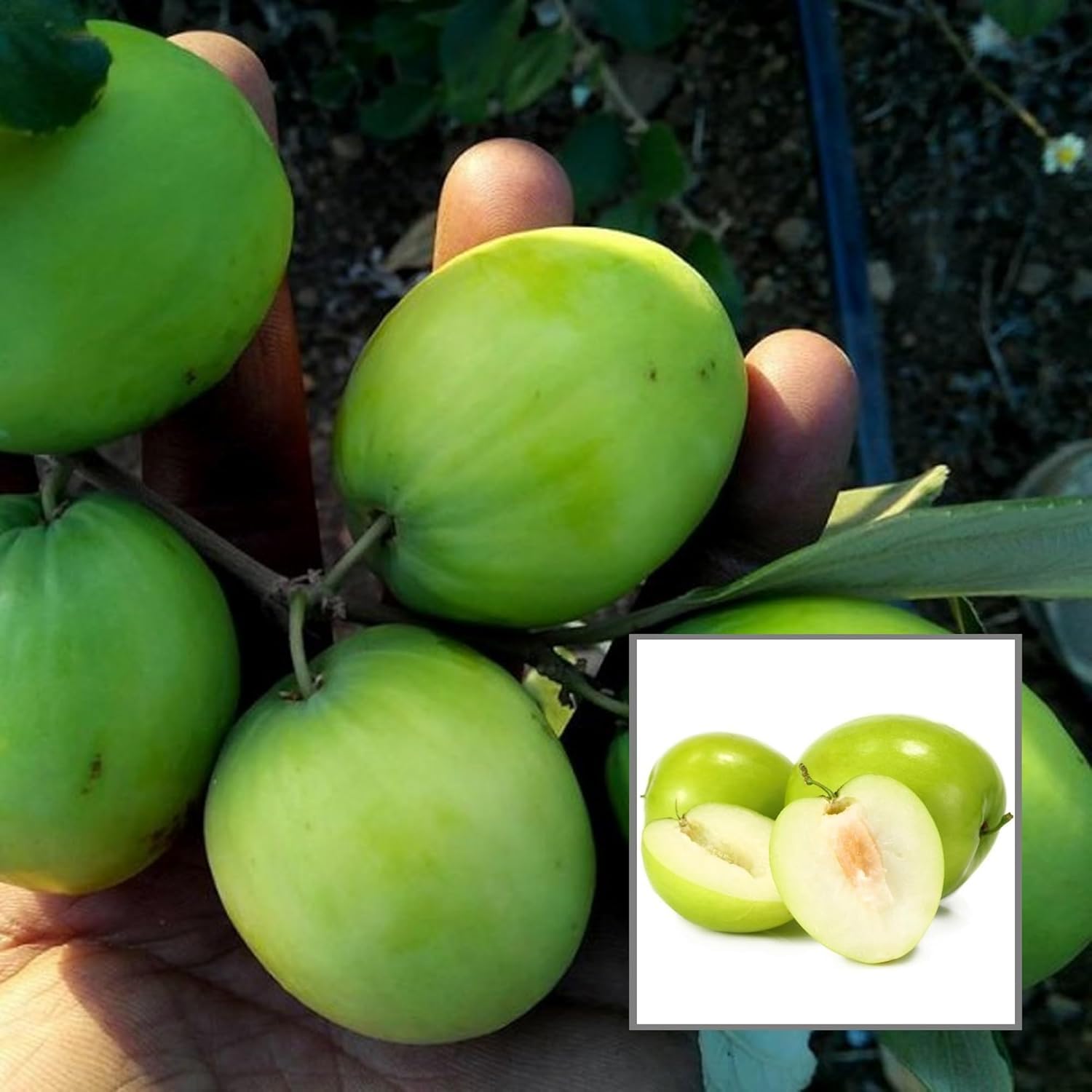Green Baromasi Apple Ber (Dunks Kul) Grafted Plant