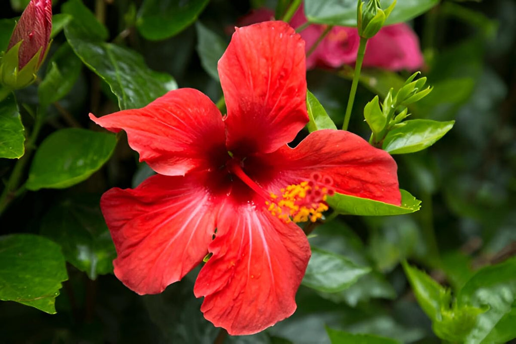 PlantExotic Hibiscus Rosa-Sinensis Red Hibiscus Live Plant | IndNursery Hardy Flower Plant for Indoor-Outdoor Gardening