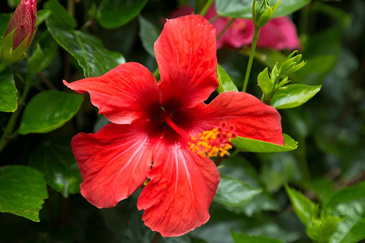 PlantExotic Hibiscus Rosa-Sinensis Red Hibiscus Live Plant | IndNursery Hardy Flower Plant for Indoor-Outdoor Gardening