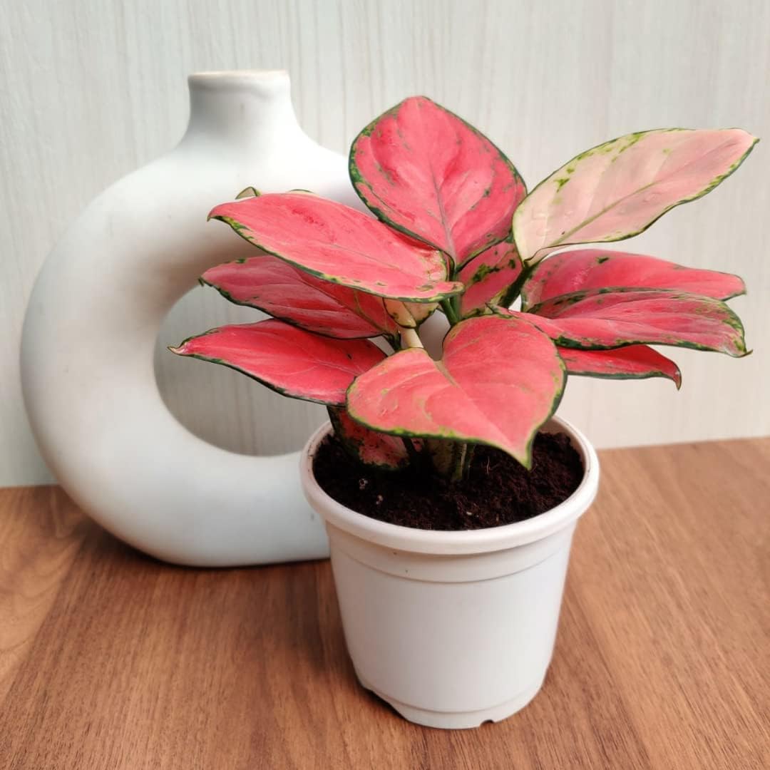 Aglaonema Lady Red Valentine Live Indoor Plant | Premium Decorative Foliage