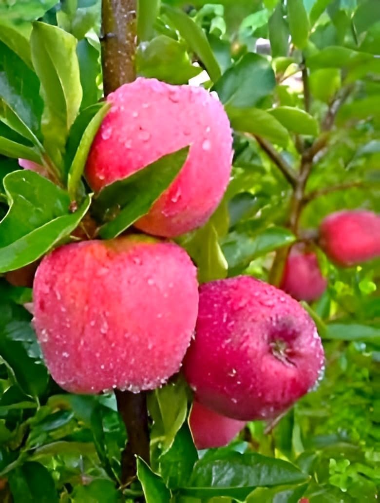 Shimla,HRMN-99 Apple Grafted Live Plant