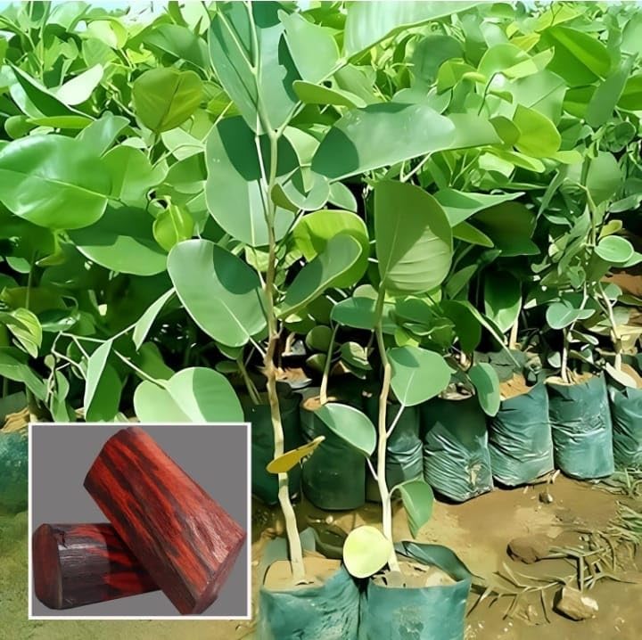 Red Sandalwood (Lal Chandan) Live Plant
