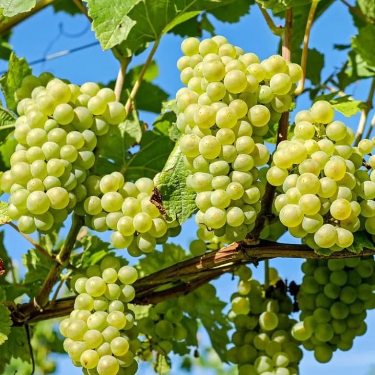 Green Grape Vine Plant