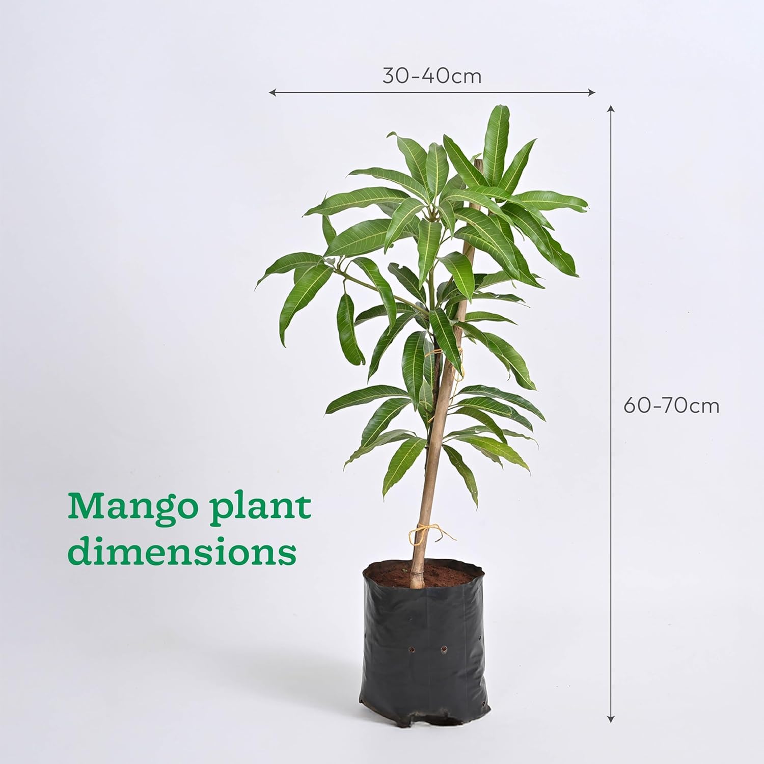 Thailand White Mango (Grafted) Live Plant