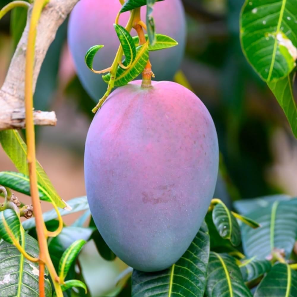 Purple Miyazaki Mango Grafted