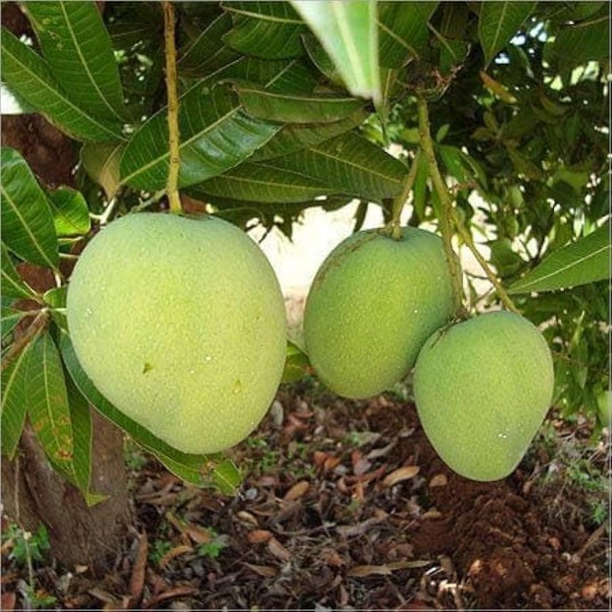 Khirsapati Mango Grafted Live Plant