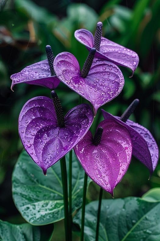 PlantExotic Anthurium Live Plant, Multicolur Flowering Indoor Plant, Baby Plant with Blooms in 2-3 month  with pot, | Indoor Plants For Home | Office Desk | Live Plants Indoor | Air Purifying Plant |
