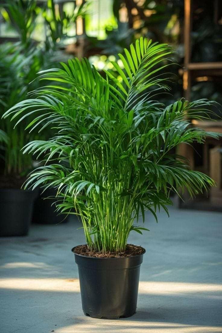 Green Areca Palm Plant