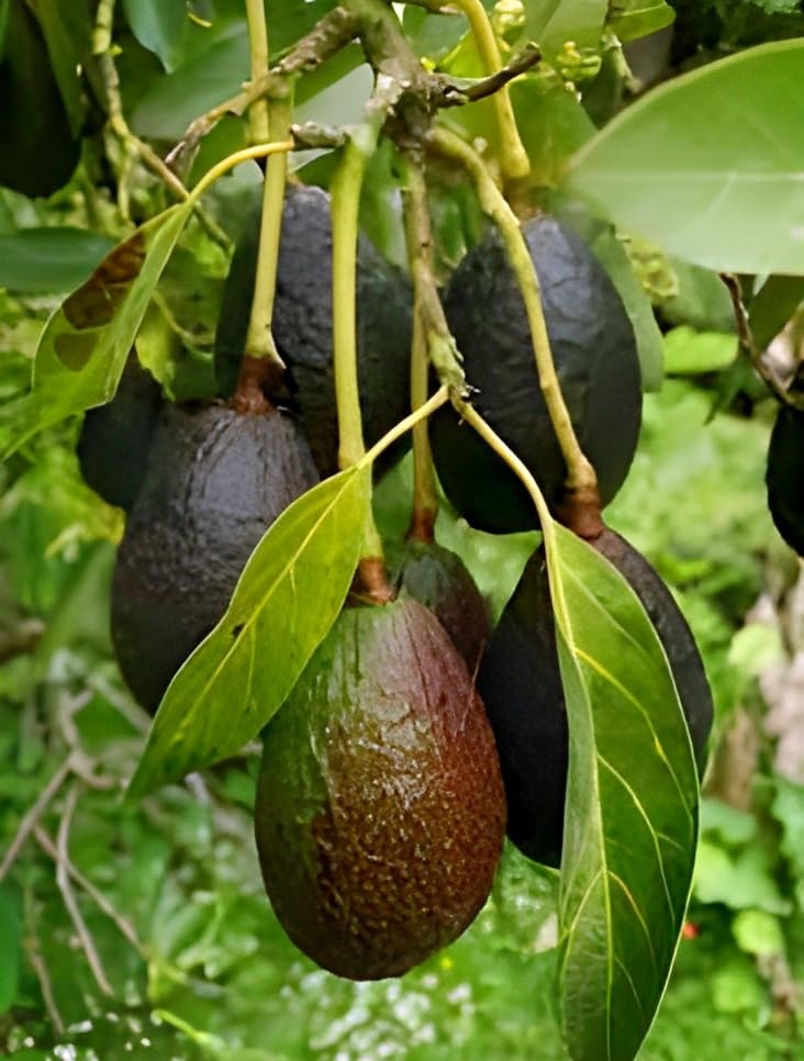 Rare Dwarf Hass Avocado Grafted Plant