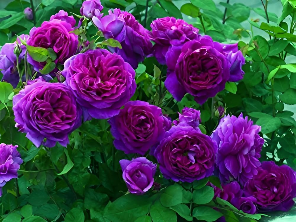 PlantExotic Climbing Rose Violet Live Plant