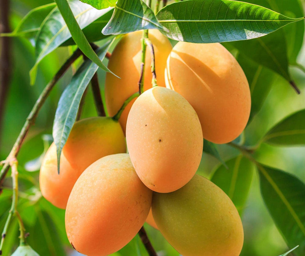 Lakshmanbhog Mango Grafted Plant