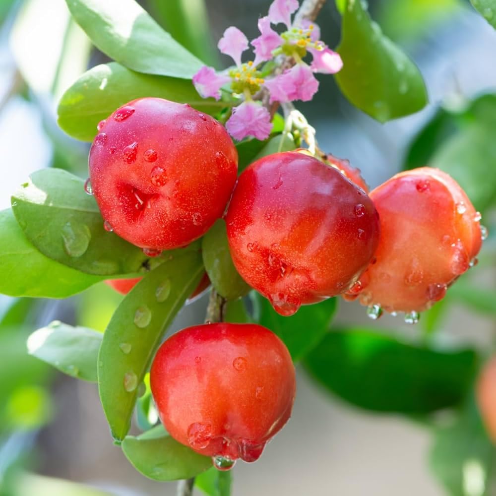 Sweet Cherry (Sylvia) Grafted Fruit Plant