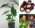 Mangosteen Live Plant (Purple Tropical Fruit)