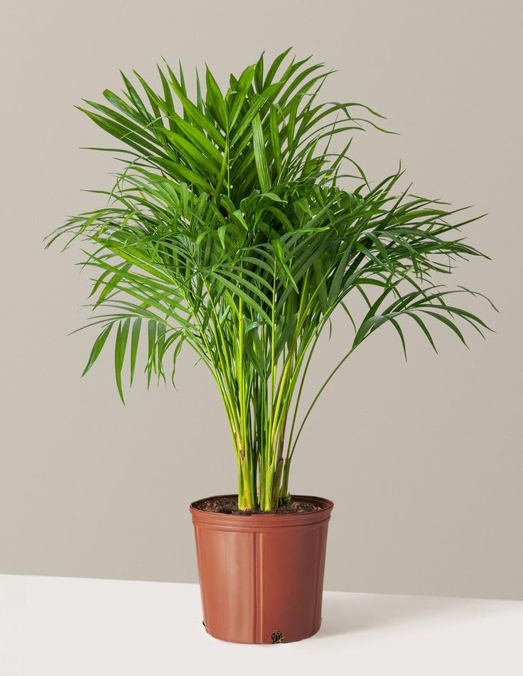 Green Areca Palm Plant