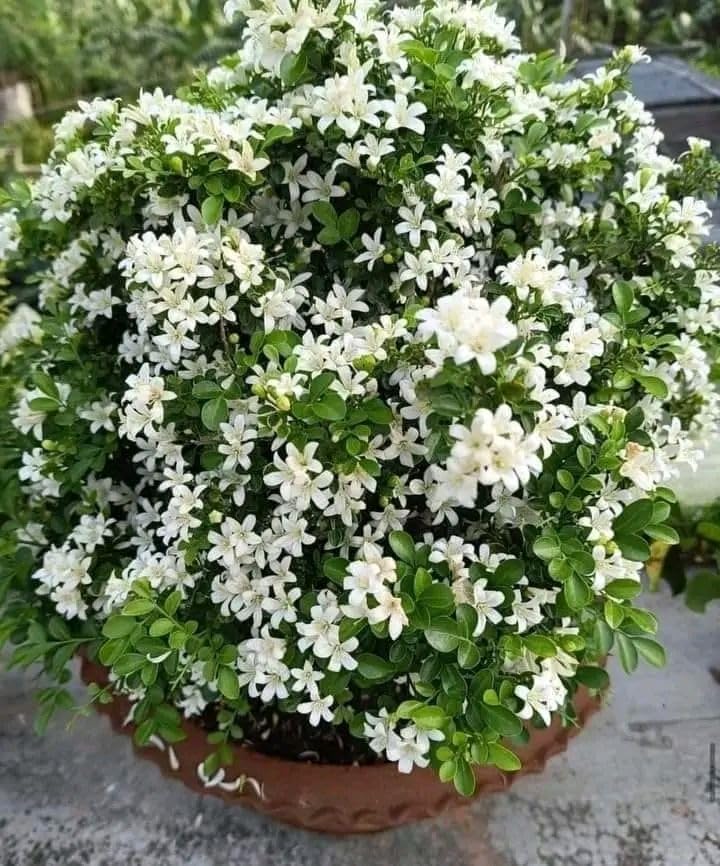 Madhu Kamini Hybrid Flower Plant