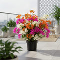 Dwarf Hybrid Multicolour Bougainvillea Live  Plant (3-6 Colour Grafted)