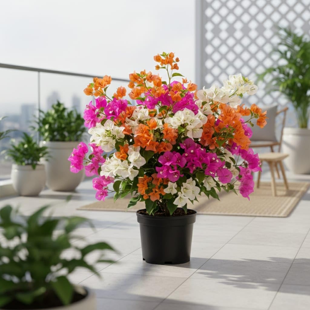 Dwarf Hybrid Multicolour Bougainvillea Live  Plant (3-6 Colour Grafted)