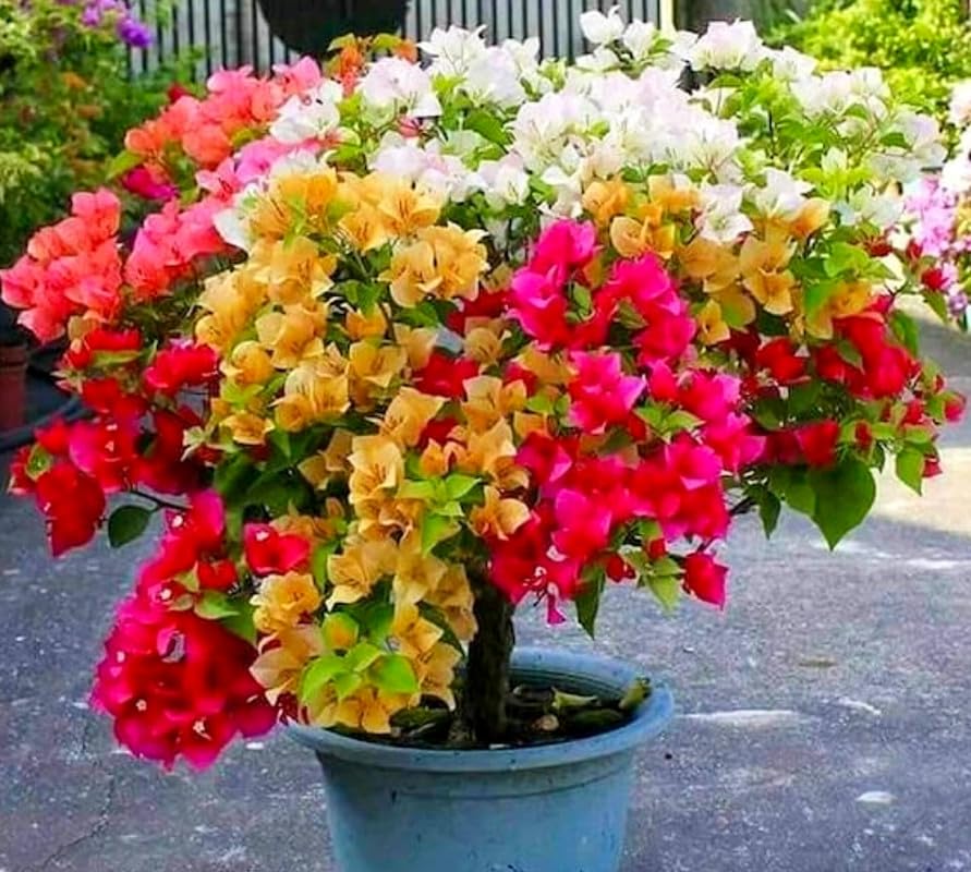 Bougainvillea Multicolor Grafted Plant