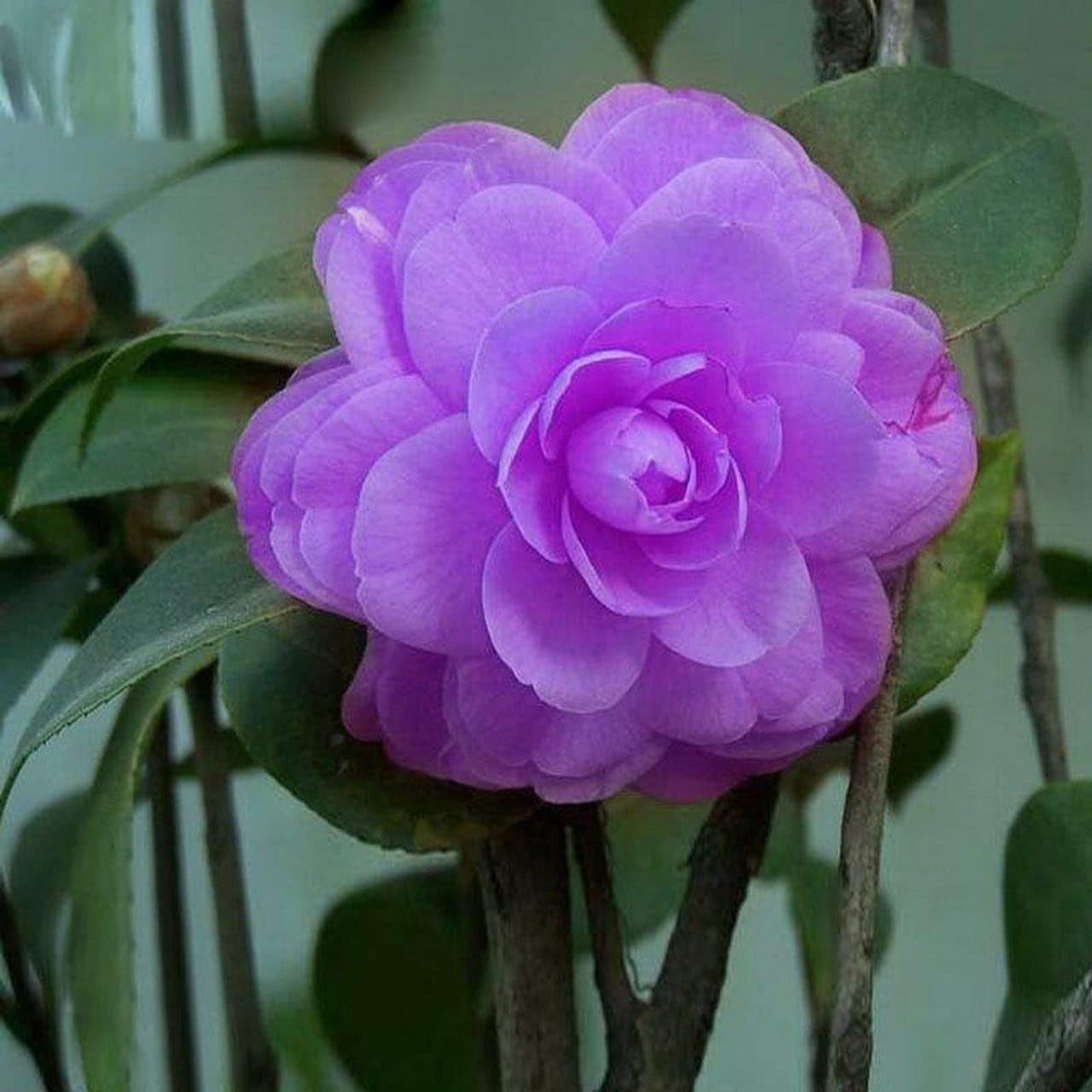 Climbing Rose (Dark Purple)