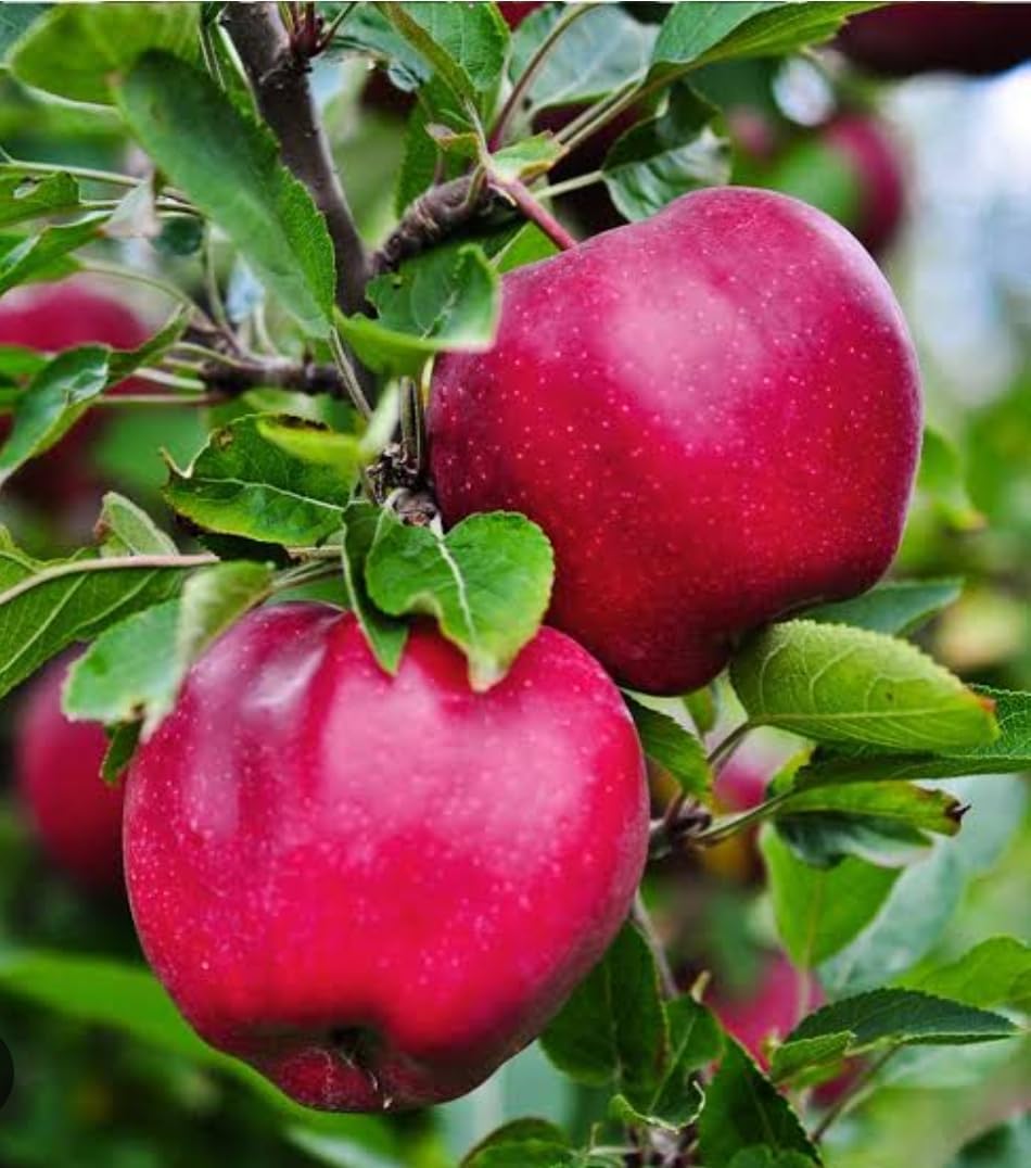 Shimla,HRMN-99 Apple Grafted Live Plant