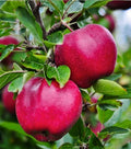 Shimla,HRMN-99 Apple Grafted Live Plant