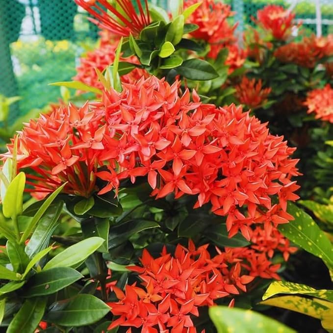 Ixora Red Chethi Plant