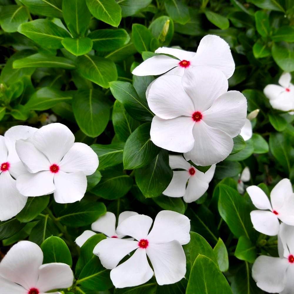 PlantExotic White Red Vinca Live plant Seedless Flower Plants|All Season Periwinkle growing Best for Home, Office & Garden.
