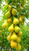 PlantExotic Long Yellow Nashpati (Pear) Grafted Live Plant
