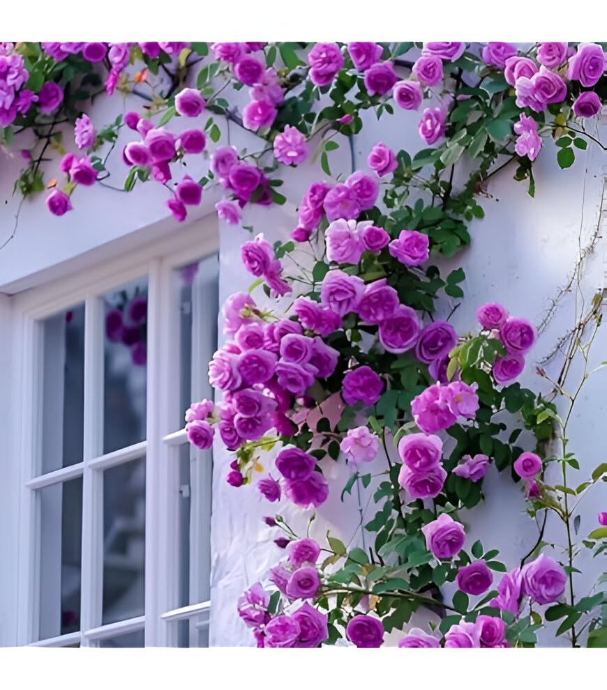PlantExotic Climbing Rose Violet Live Plant